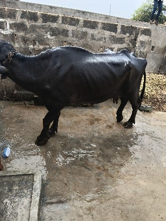 gam bhare