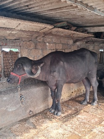 ખડેલી વેચવાની છે