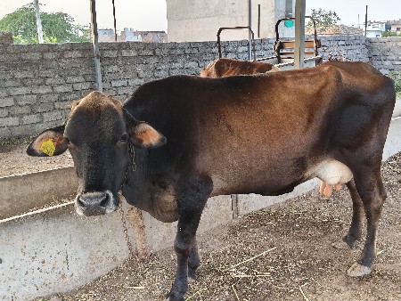 એચએફ ગાય
