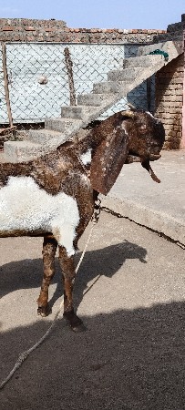 દાત-ચાર