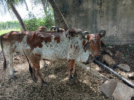 બળદ જોડી વેશવાના છે