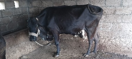 ગાય વેસવાની છે