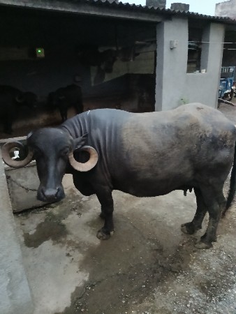 ભેંસ
