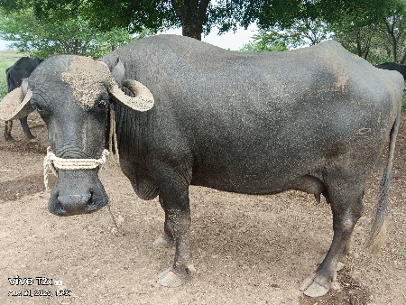 ભેંશ વેચવાની છે