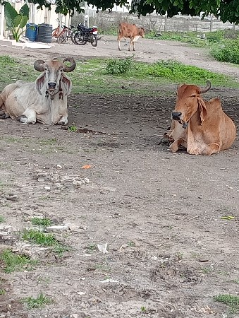ગાય વેચવાની છે