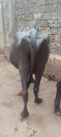 ભેસવેશવાનીછે
