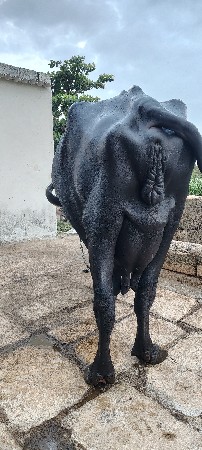 જાફરાબાદિ ભેંશ વેચવા નિ છે