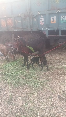 દુધમા‌.બોવ.સારિ