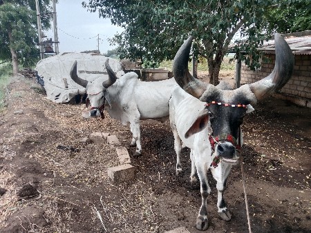 બળદ વેચવા ના છે