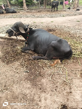 વેચવાની છે