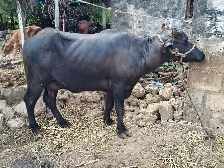 આ બંને ભેંસ વેચવાનીસે