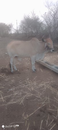 ગોઢલા વેચાવાના છે