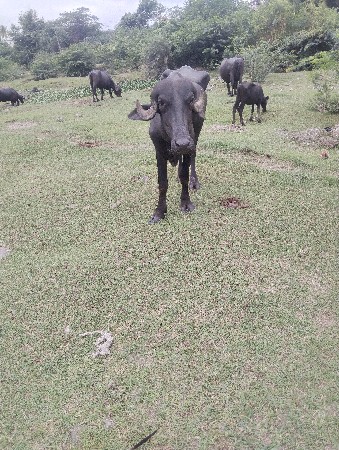 ખળેલી વેચવાની છે