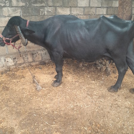 ભેસ વેસવાનીછે