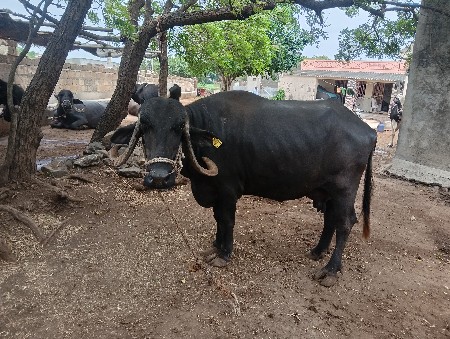 ભેંસ વેચવાની છે