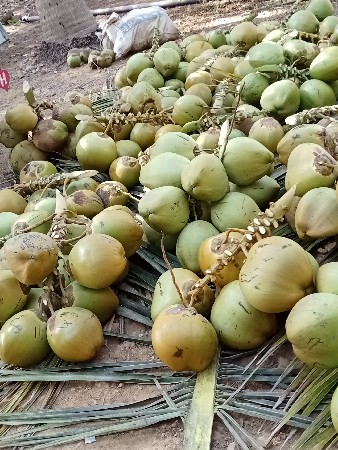 નારેલીનોઈજારો
