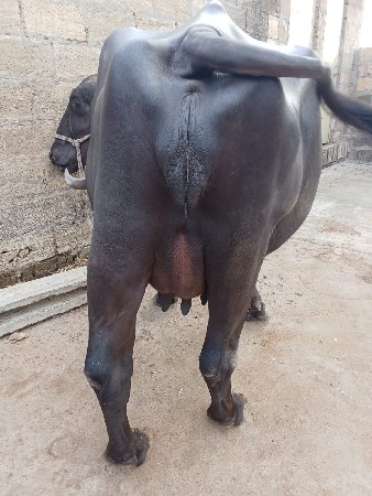 ભેશ વેચવાની છે