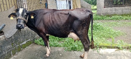 ગાયવેસવાનીસે