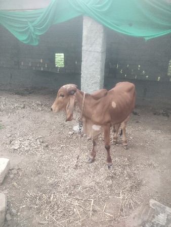 ગીરવાસળો