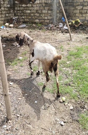 original rajasthan totapaari bakri