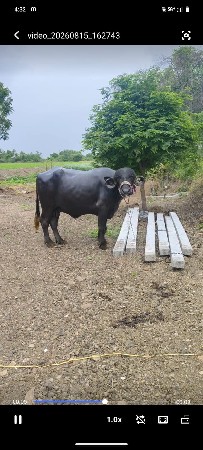 જાફરાદી ભેંસ વેચવા ની છે