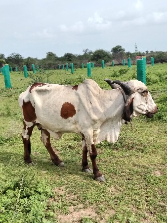 ગા વેચવાની છે