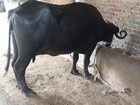 ચાદરી 20 કાચી છે તન આચરછે
