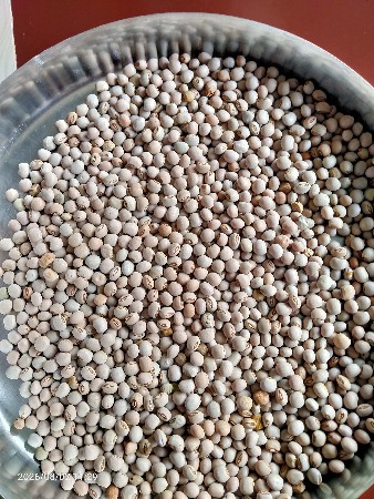 તુવેર નુ બીયારણ વેચવા નુ છે