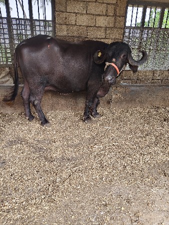 ભેંશ વેચવા ની છે