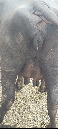 2બીજું વેતર વીયાસે