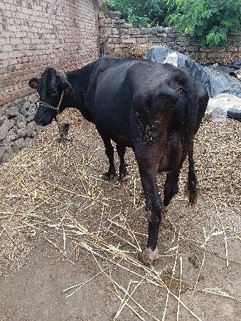 ગાય વેચવાની છે