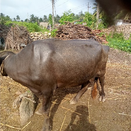 ભેંસ