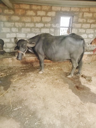 3 વેતર ની ભેશ છે.