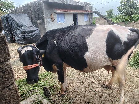 ગાય વેચવાની છે