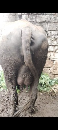 આ ભેંસ. વેસવા ની સે