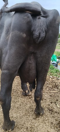વેચવાની છે