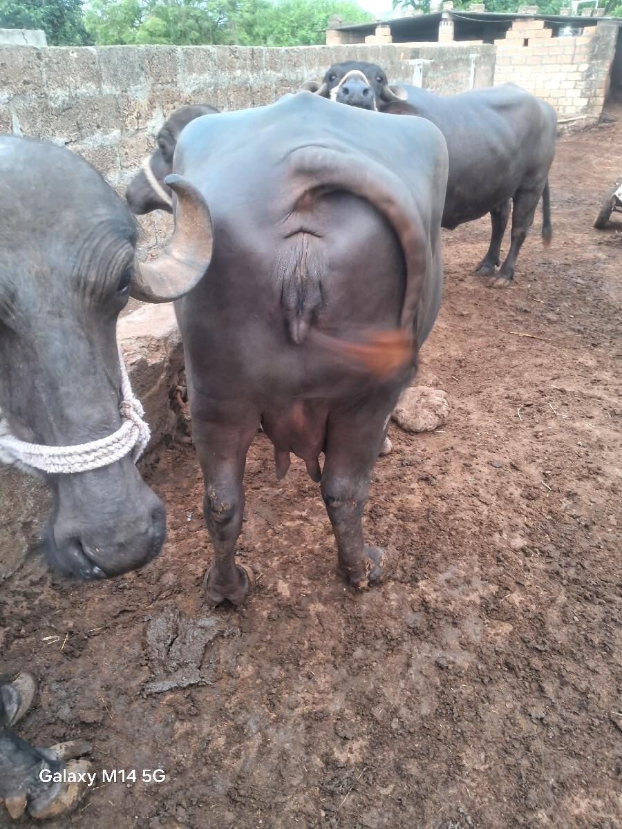 ભેસ  વેસવાનીચે