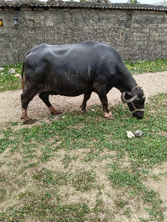 વેચવાની છે