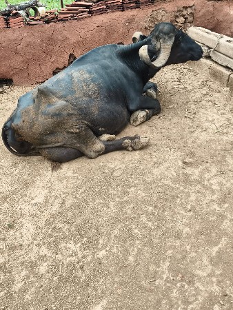 ભેંસ વેચવાની