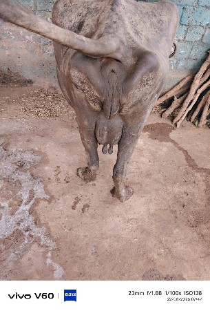વેચવાની છે