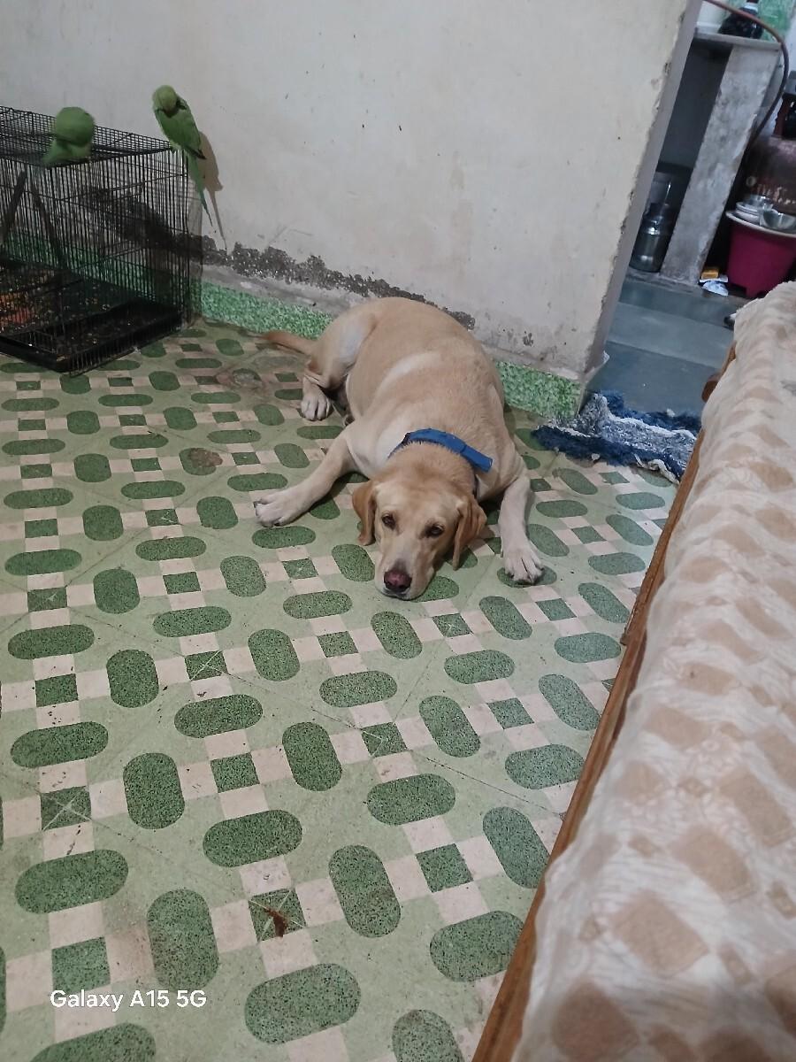 વેચવાની છે