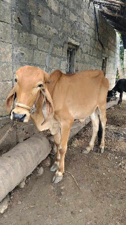 ગીર વાસળી આપવાની છે