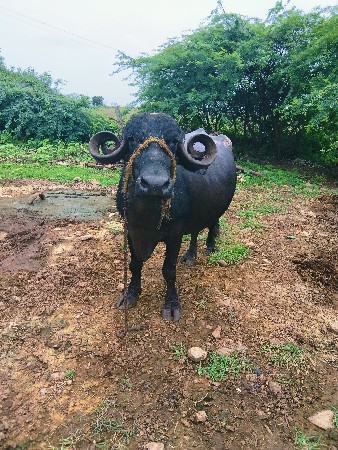 ભેંસ 4.વેતર વીયાસે