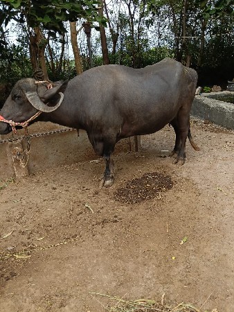 ભેંસ વેચવાની છે