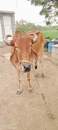 બળદ વેચવાનો છે