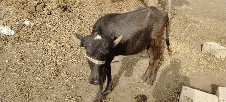 પાડી