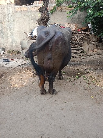 તાલુકો વંથલી જિલ્લો જુનાગઢ