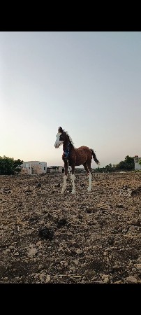 ઘોડો વેચવાનું છે