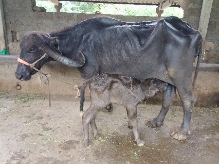 ભેંસ વેચવાની છે
