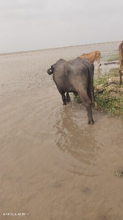 પાડો વેસ્વા નો સે